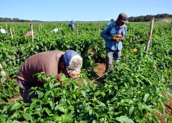 Más de 2 millones de hectáreas han sido adjudicadas para la producción (+Plan Cayapa)