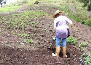Más de 580 hectáreas rescatadas serán incorporadas a la producción nacional