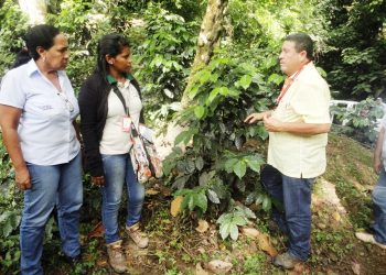 ¡Más de 230.000 plantas cultivadas! En Barinas Cantv apalanca producción de café (+Acompañamiento técnico)