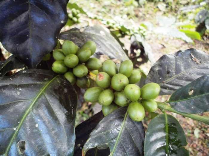 Las plantaciónes ya muestran sus primeros frutos