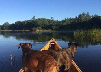 Grito llanero:  Como perro en canoa