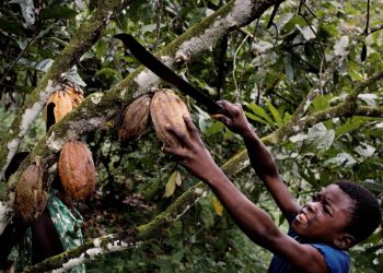 Nestlé en los países pobres: el gato en la fiesta de los ratones