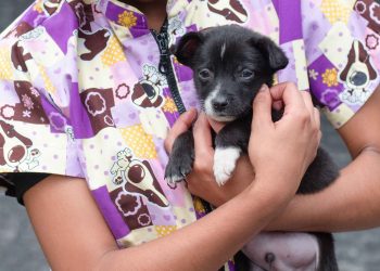 Profundizando sobre el maltrato a los animales 1 Profundizando sobre el maltrato a los animales