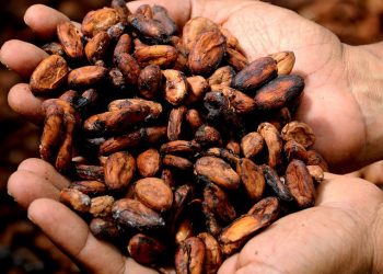 Científicos venezolanos trabajan para reducir el cadmio en granos de cacao 7 Científicos venezolanos trabajan para reducir el cadmio en granos de cacao