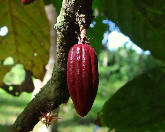 cacao2