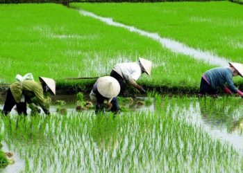 Algunas enseñanzas de la transformación de la agricultura en China 6 Algunas enseñanzas de la transformación de la agricultura en China