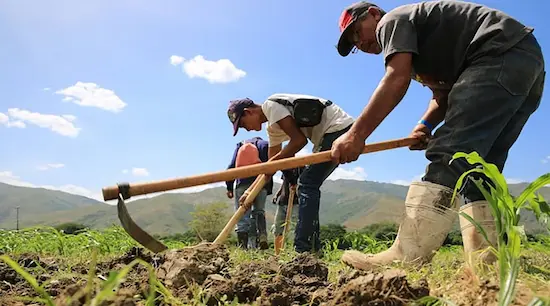 Comuneros en Falcón superan bloqueo con proyectos 1 Comunas de Barinas