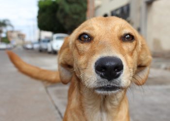 A propósito del Día por la Tierra 4 A propósito del Día por la Tierra