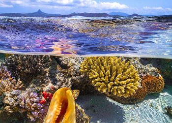 El robo de los mares a los países del Sur