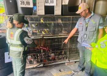 Decomisan en Venezuela más de mil ejemplares de la fauna silvestre